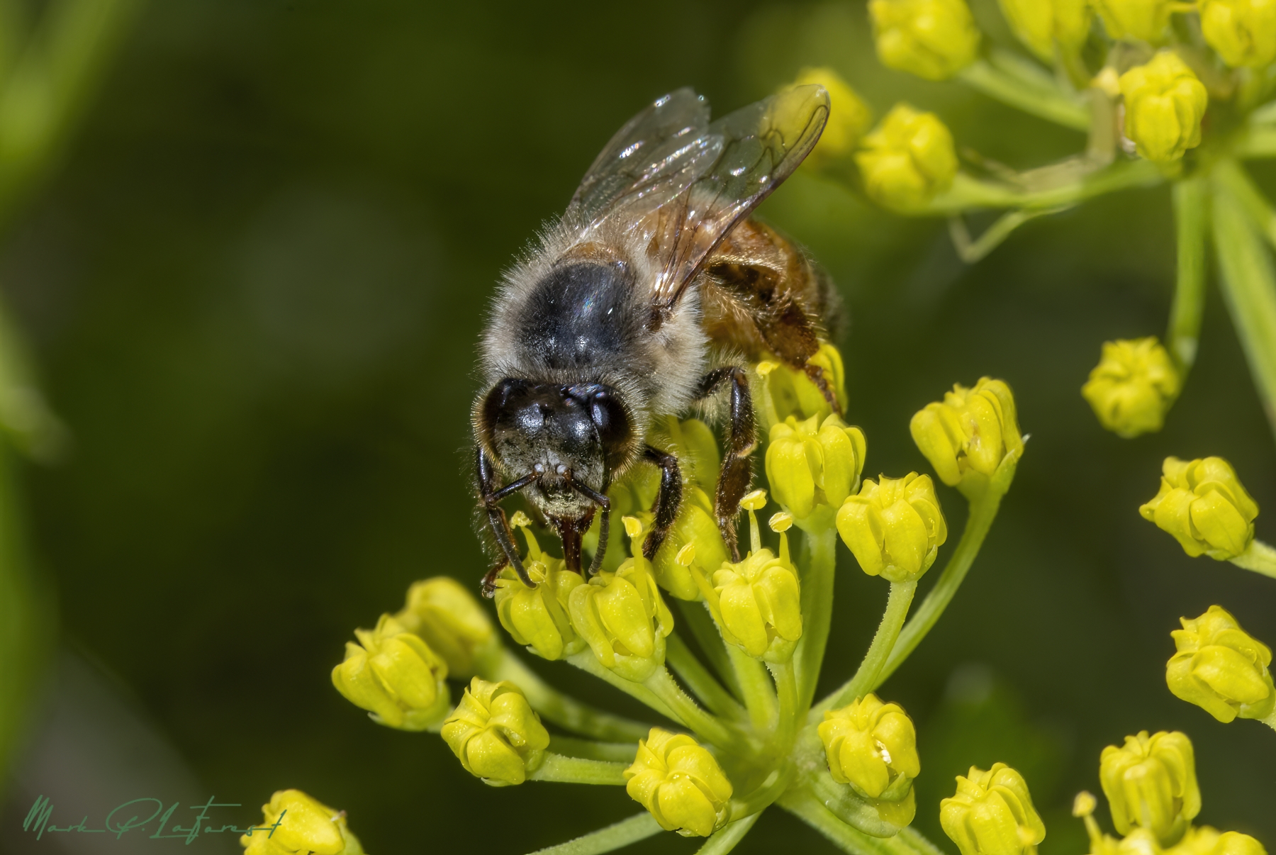 /gallery/north_america/USA/Texas/austin/Honey Bee Spring 2024-008_med.jpg